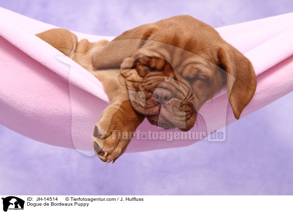 Bordeauxdogge Welpe / Dogue de Bordeaux Puppy / JH-14514