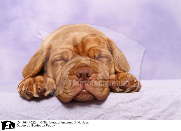 Bordeauxdogge Welpe / Dogue de Bordeaux Puppy / JH-14522