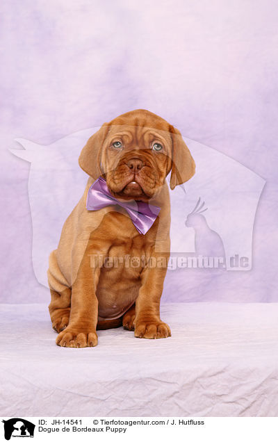 Bordeauxdogge Welpe / Dogue de Bordeaux Puppy / JH-14541