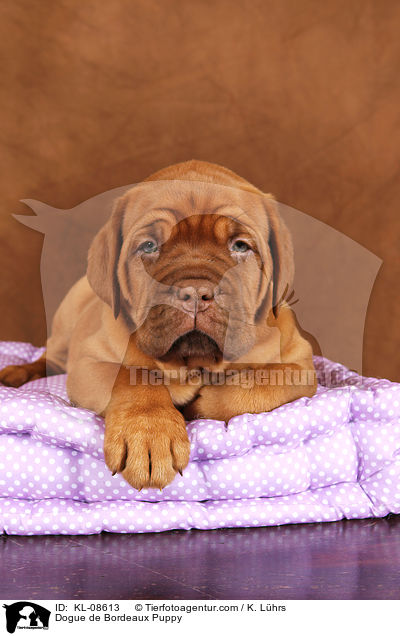 Bordeauxdogge Welpe / Dogue de Bordeaux Puppy / KL-08613