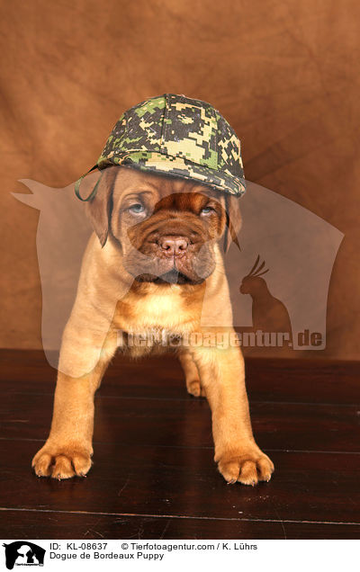 Bordeauxdogge Welpe / Dogue de Bordeaux Puppy / KL-08637