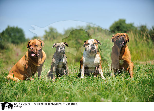 4 dogs / YJ-05076