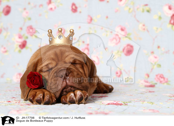 Dogue de Bordeaux Puppy / JH-17798
