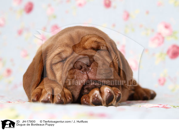 Dogue de Bordeaux Puppy / JH-17800