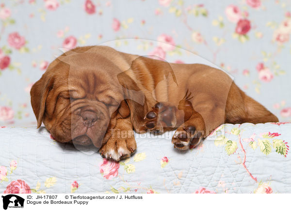 Bordeauxdogge Welpe / Dogue de Bordeaux Puppy / JH-17807