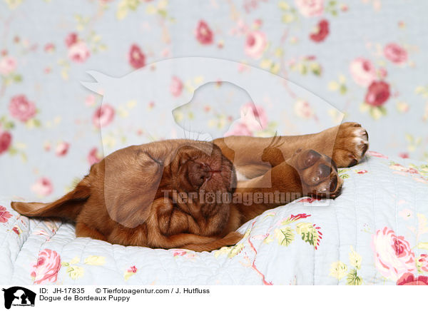 Dogue de Bordeaux Puppy / JH-17835