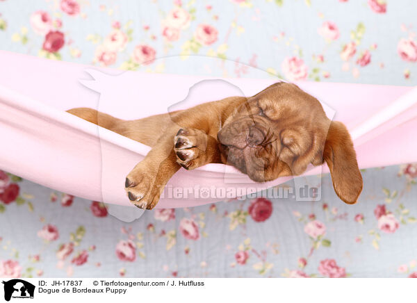 Dogue de Bordeaux Puppy / JH-17837