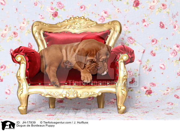 Bordeauxdogge Welpe / Dogue de Bordeaux Puppy / JH-17839