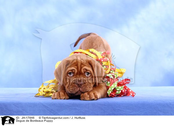 Bordeauxdogge Welpe / Dogue de Bordeaux Puppy / JH-17846