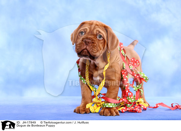 Dogue de Bordeaux Puppy / JH-17849
