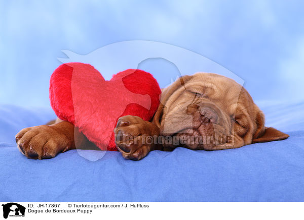 Dogue de Bordeaux Puppy / JH-17867