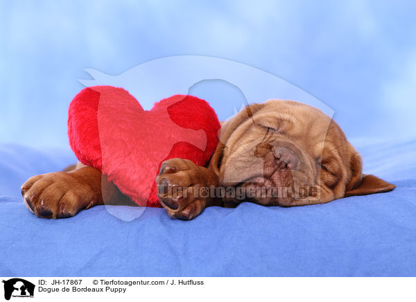 Dogue de Bordeaux Puppy / JH-17867