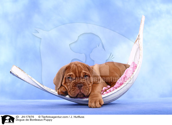 Bordeauxdogge Welpe / Dogue de Bordeaux Puppy / JH-17876