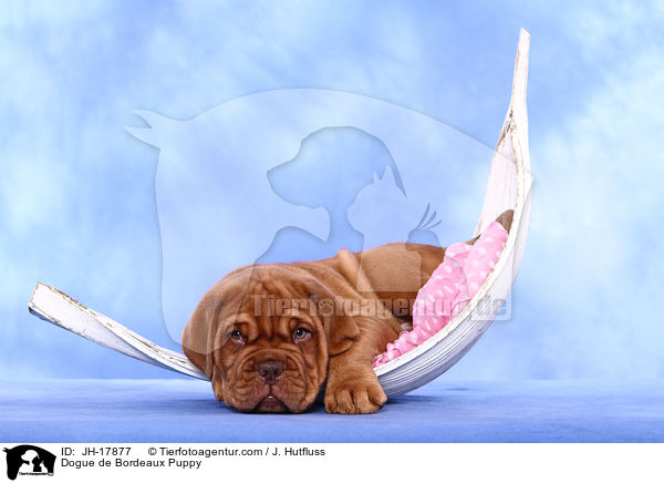 Bordeauxdogge Welpe / Dogue de Bordeaux Puppy / JH-17877