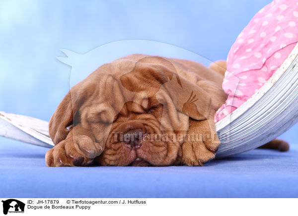 Bordeauxdogge Welpe / Dogue de Bordeaux Puppy / JH-17879