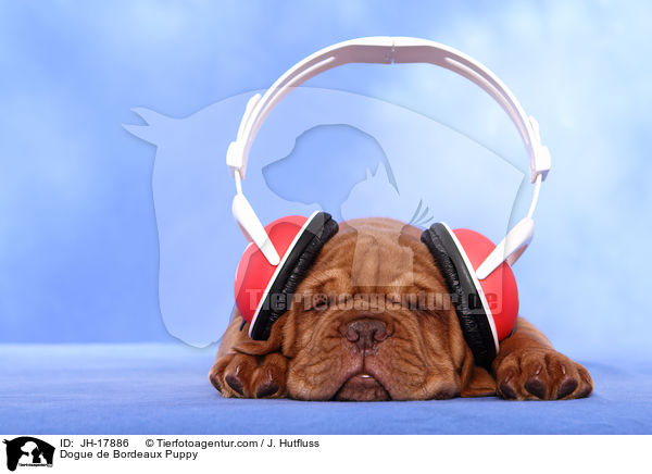 Dogue de Bordeaux Puppy / JH-17886