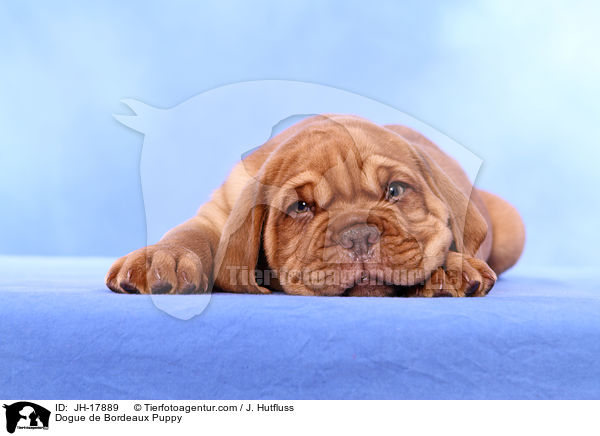 Dogue de Bordeaux Puppy / JH-17889