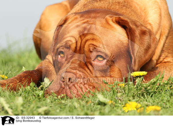 liegende Bordeauxdogge / lying Bordeauxdog / SS-32943