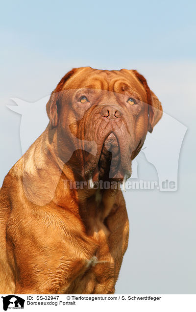 Bordeauxdogge Portrait / Bordeauxdog Portrait / SS-32947