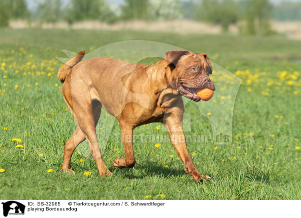 spielende Bordeauxdogge / playing Bordeauxdog / SS-32965
