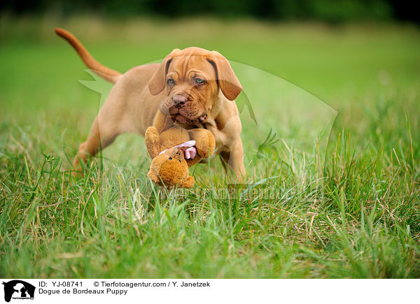 Bordeauxdogge Welpe / Dogue de Bordeaux Puppy / YJ-08741