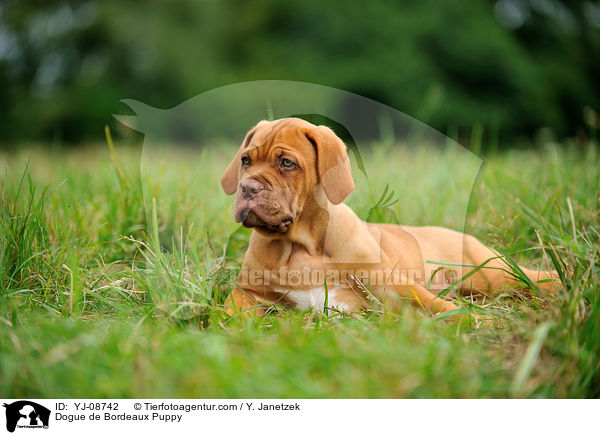 Bordeauxdogge Welpe / Dogue de Bordeaux Puppy / YJ-08742