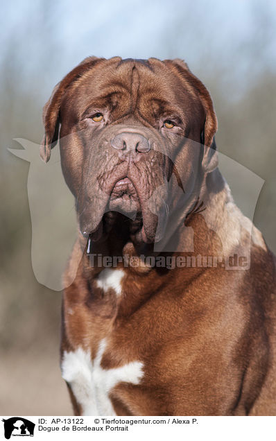 Bordeauxdogge Portrait / Dogue de Bordeaux Portrait / AP-13122