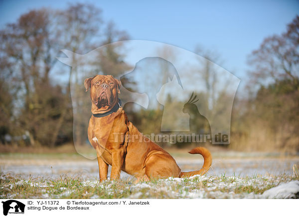 sitzende Bordeauxdogge / sitting Dogue de Bordeaux / YJ-11372