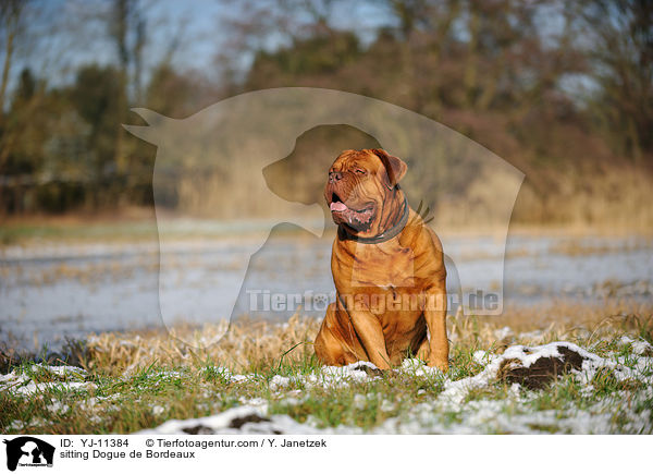 sitzende Bordeauxdogge / sitting Dogue de Bordeaux / YJ-11384
