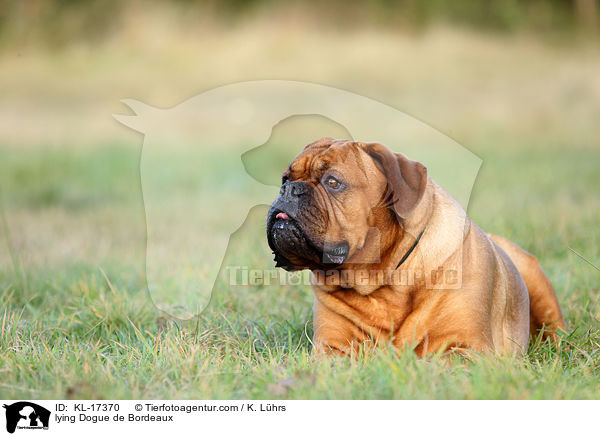 liegende Bordeauxdogge / lying Dogue de Bordeaux / KL-17370