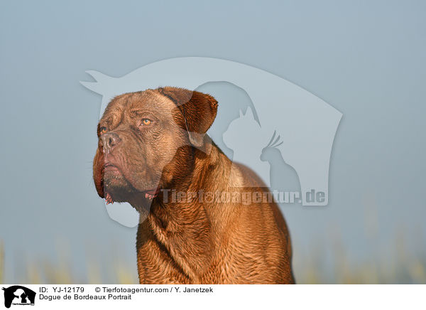 Bordeauxdogge Portrait / Dogue de Bordeaux Portrait / YJ-12179