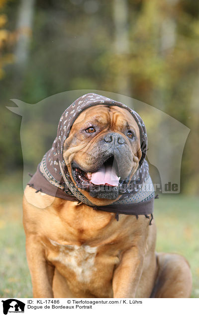 Bordeauxdogge Portrait / Dogue de Bordeaux Portrait / KL-17486