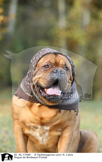 Dogue de Bordeaux Portrait / KL-17486