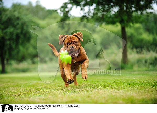 spielende Bordeauxdogge / playing Dogue de Bordeaux / YJ-12330