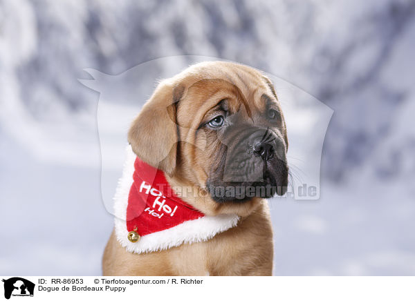 Bordeauxdogge Welpe / Dogue de Bordeaux Puppy / RR-86953