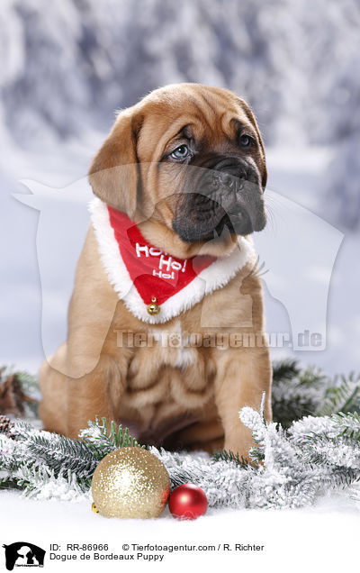 Bordeauxdogge Welpe / Dogue de Bordeaux Puppy / RR-86966