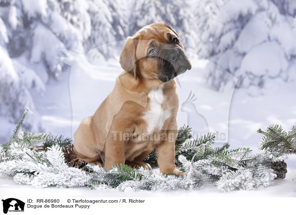 Bordeauxdogge Welpe / Dogue de Bordeaux Puppy / RR-86980