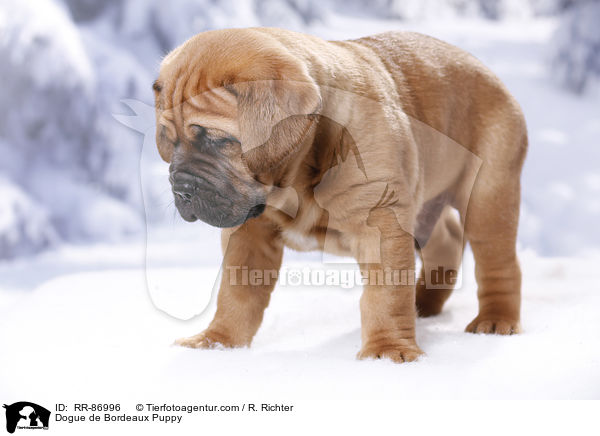 Bordeauxdogge Welpe / Dogue de Bordeaux Puppy / RR-86996