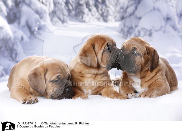 3 Bordeauxdogge Welpen / 3 Dogue de Bordeaux Puppies / RR-87012
