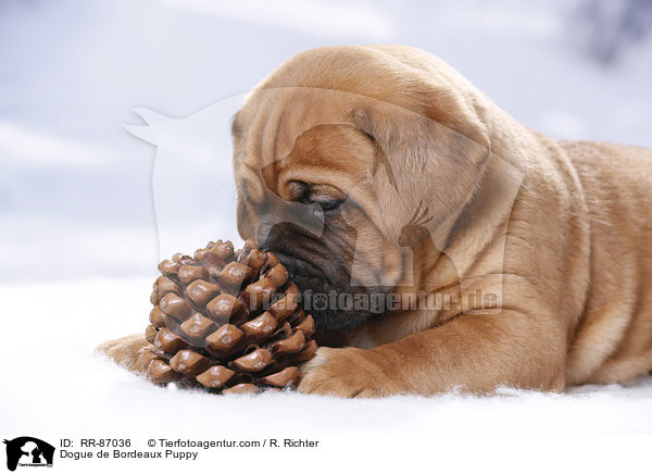 Bordeauxdogge Welpe / Dogue de Bordeaux Puppy / RR-87036