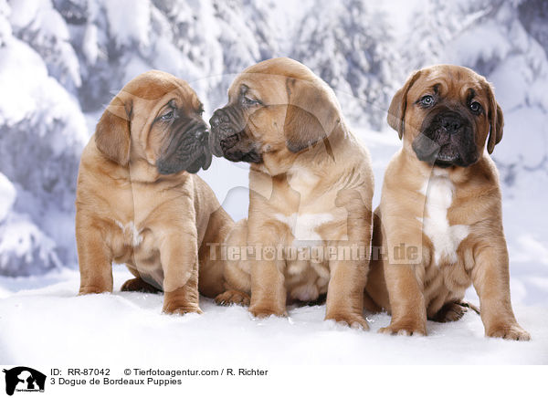 3 Bordeauxdogge Welpen / 3 Dogue de Bordeaux Puppies / RR-87042