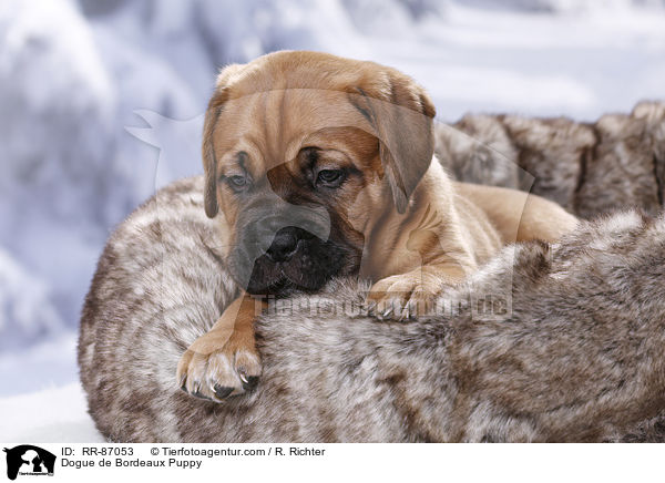 Bordeauxdogge Welpe / Dogue de Bordeaux Puppy / RR-87053
