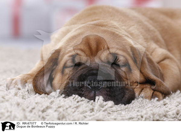 Bordeauxdogge Welpe / Dogue de Bordeaux Puppy / RR-87077