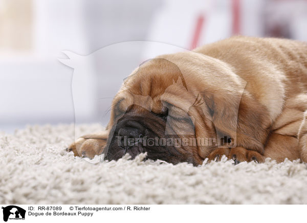 Bordeauxdogge Welpe / Dogue de Bordeaux Puppy / RR-87089