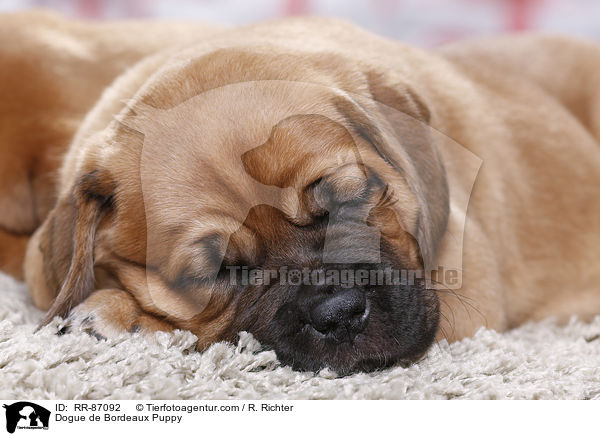 Bordeauxdogge Welpe / Dogue de Bordeaux Puppy / RR-87092