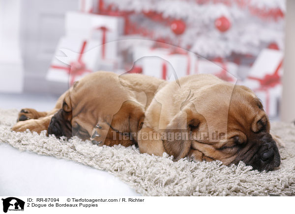 2 Bordeauxdogge Welpen / 2 Dogue de Bordeaux Puppies / RR-87094