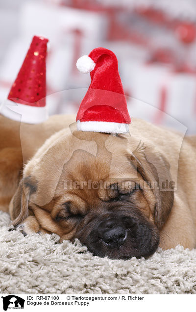 Bordeauxdogge Welpe / Dogue de Bordeaux Puppy / RR-87100