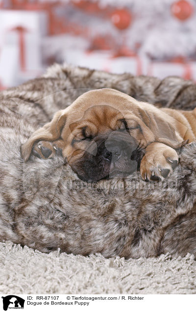Bordeauxdogge Welpe / Dogue de Bordeaux Puppy / RR-87107