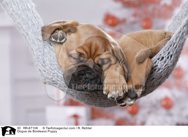 Bordeauxdogge Welpe / Dogue de Bordeaux Puppy / RR-87108