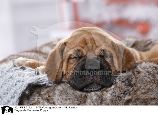 Bordeauxdogge Welpe / Dogue de Bordeaux Puppy / RR-87112